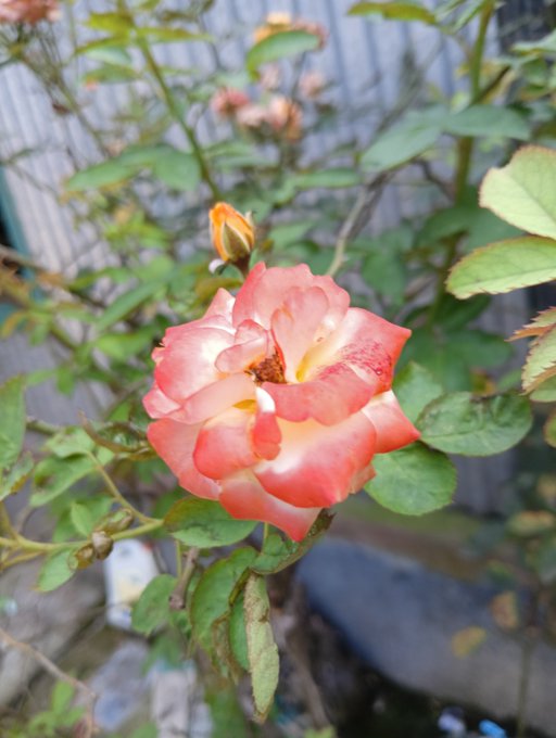 A beautiful coral-pink rose in full bloom with yellow-tipped petals, accompanied by a small bud nearby, stands out against green foliage in a garden setting, perfectly matching the post's appreciation for the rose's lovely color during a cheerful good morning greeting.