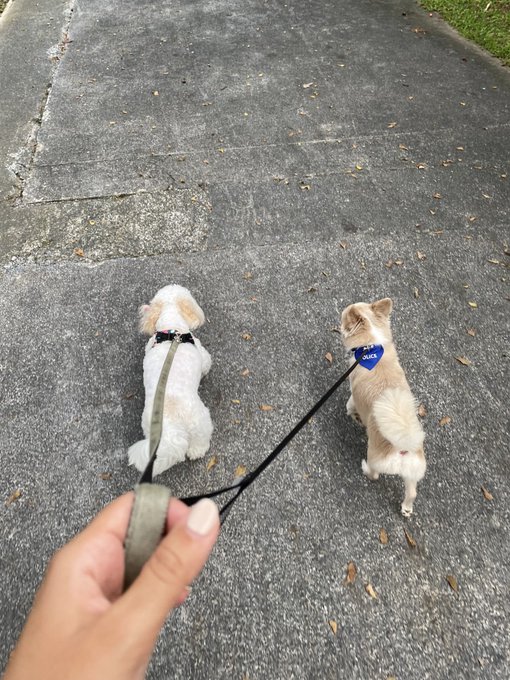 A person's hand holds two leashes attached to two small dogs—one white and one tan—walking on a gray concrete sidewalk scattered with dry leaves.