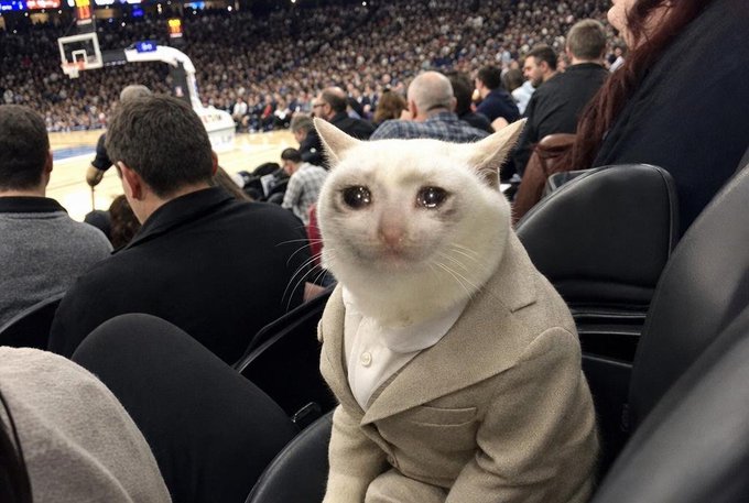 A white cat dressed in a beige suit sits in stadium seats at a basketball game, humorously embodying the "$CASHCAT" meme character referenced in the post about a crypto token celebrating a major milestone of 100K+ holders.