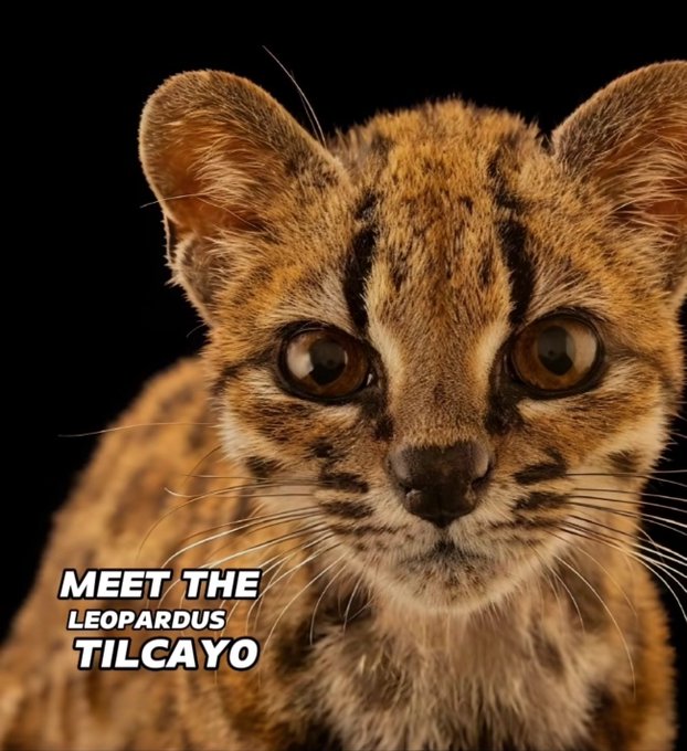 A close-up photo of a small wild feline with spotted golden-brown fur and large dark eyes, labeled 'MEET THE LEOPARDUS TILCAYO'.
