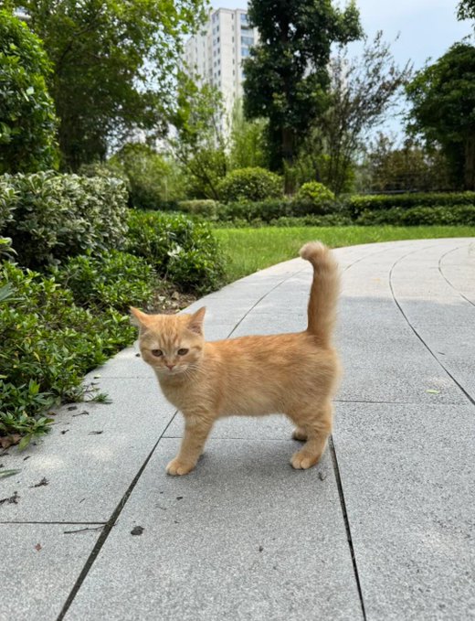 An orange tabby cat stands on a paved garden pathway with green shrubs and trees in the background.