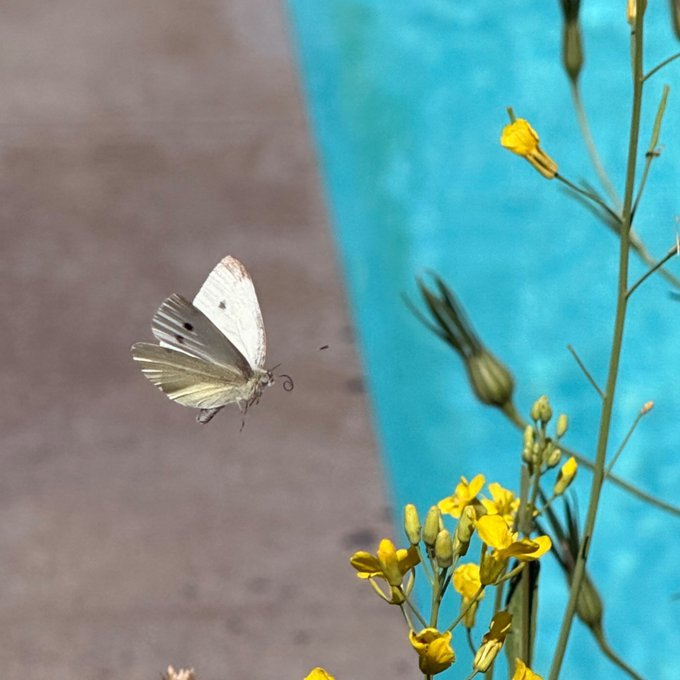 A white butterfly hovers near yellow flowers against a backdrop of a turquoise pool or water feature.