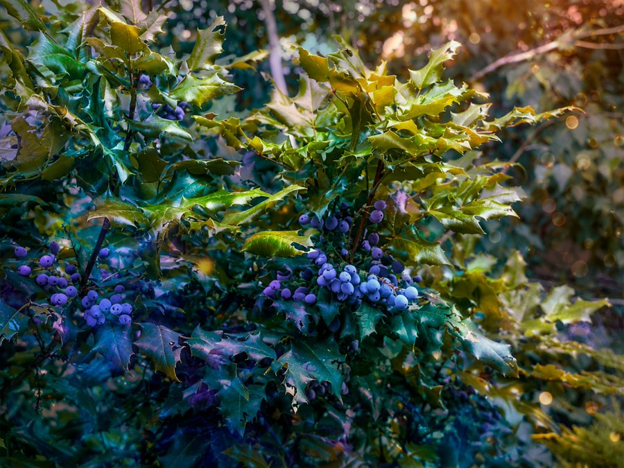 A close-up view of a mahonia bush showcases its spiky green leaves and clusters of small blue-purple berries bathed in warm sunlight.