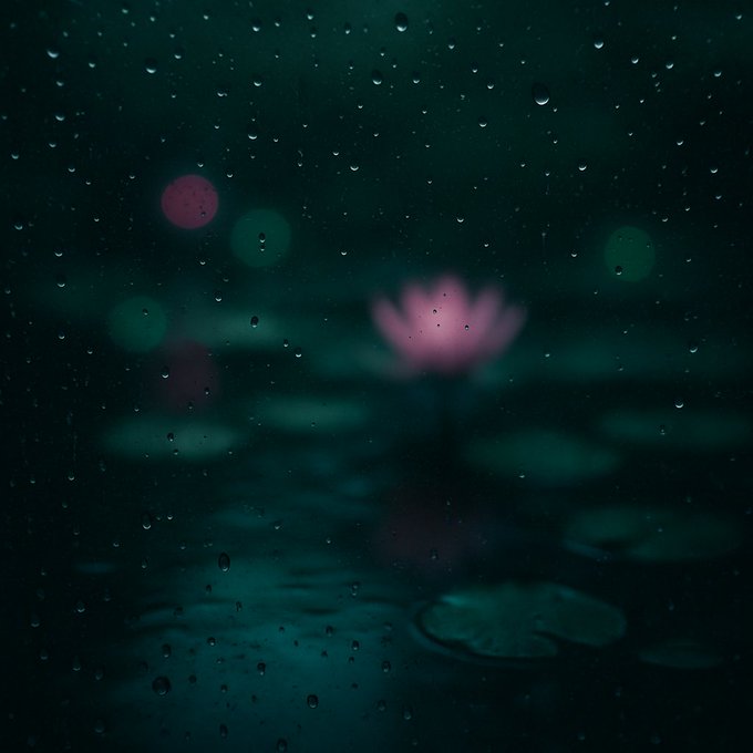 An atmospheric, moody image of a pink lotus flower on water with lily pads, viewed through a rain-streaked window with blurred bokeh lights in the background.