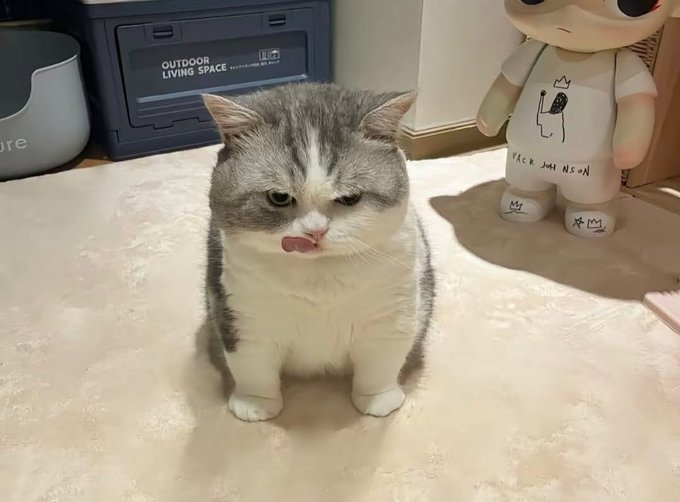 A chubby gray and white cat sitting on a floor, sticking its tongue out slightly, with a doll figure and an 'Outdoor Living Space' box in the background.