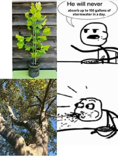 A four-panel meme comparing a small potted oak to a large mature tree, with stick figures stating 'He will never absorb up to 100 gallons of stormwater in a day.'