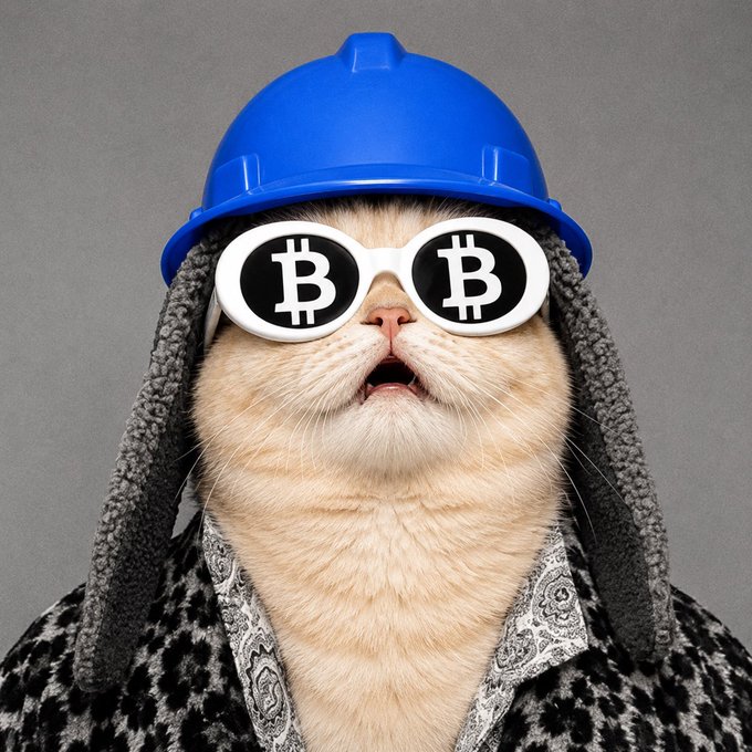 A cat wearing a blue hard hat, Bitcoin symbol sunglasses, and a leopard-print coat against a gray background.