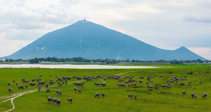 A herd of buffalo grazes peacefully across a vast green plain, with a misty mountain and small lake in the background. The serene, expansive landscape evokes the sense of new horizons and untapped potential that the post draws upon when exploring the vast possibilities of @CNPYNetwork's accessible L1 blockchain technology.