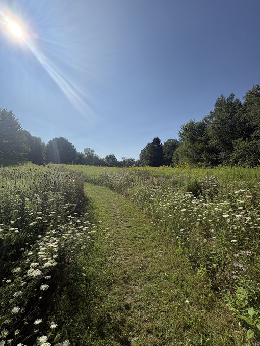 A sunny nature scene with a grassy path winding through a meadow of wildflowers and daisies, bordered by green trees under a bright blue sky.