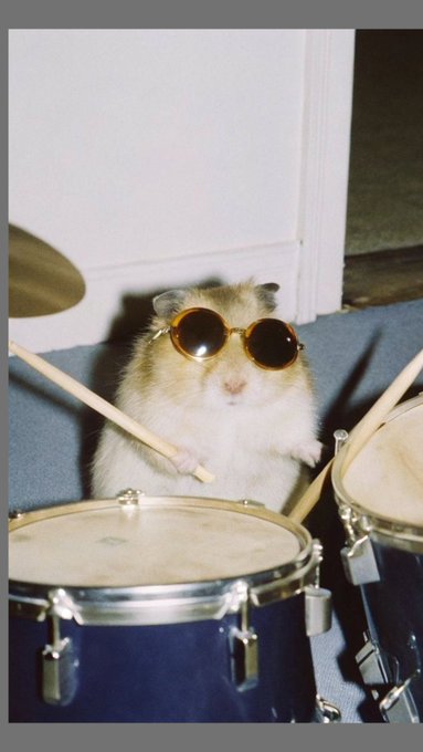A fluffy hamster wearing round sunglasses, sitting behind a drum set with drumsticks.