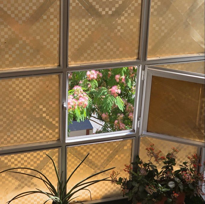 A view through a window with patterned yellow blinds, looking out onto a tree with pink, fluffy blossoms, with houseplants visible in the foreground.