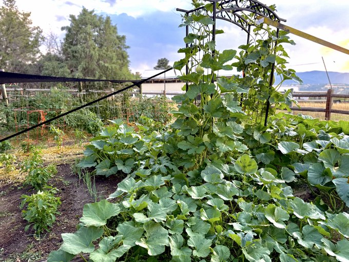 A thriving vegetable garden features lush, sprawling squash or pumpkin plants climbing up a black metal trellis, set against a backdrop of fenced fields, trees, and distant mountains under a partly cloudy sky. The image's caption about a "sovereign jalapeño supply chain" humorously ties to the homegrown, self-sufficient gardening scene, suggesting a DIY approach to food independence.