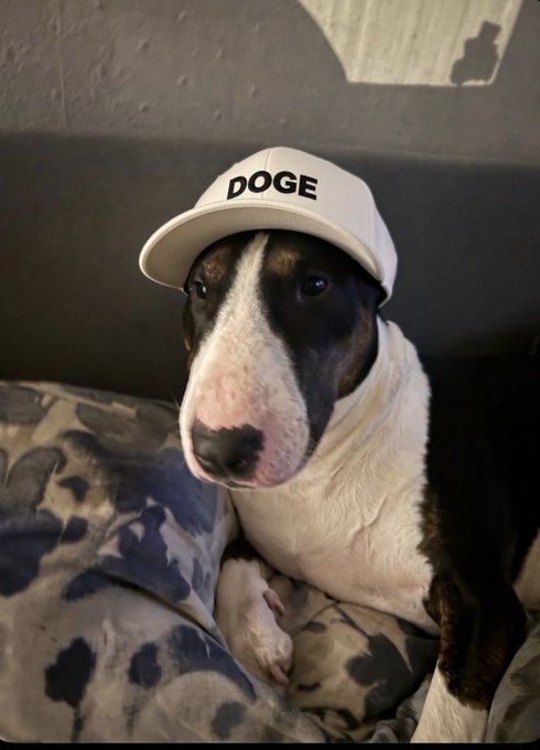 A bull terrier dog wearing a white baseball cap with 'DOGE' written on it, sitting against a dark wall with a patterned pillow nearby.