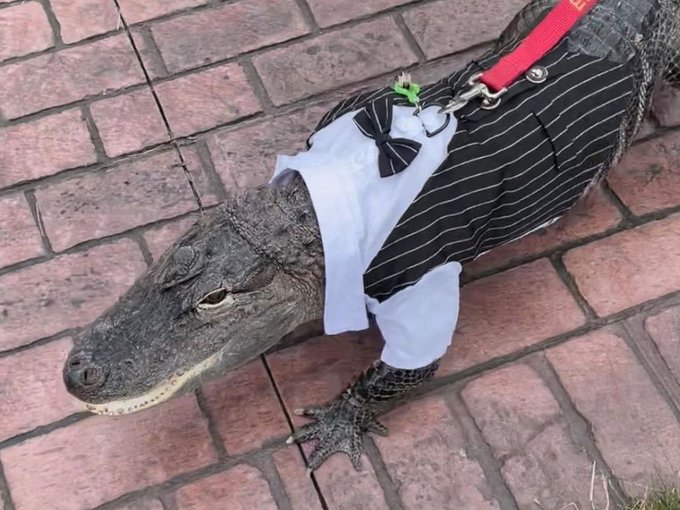 An alligator dressed in a black and white striped outfit with a matching bow and a white collar, attached to a red leash on a brick patio.