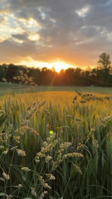A serene landscape photograph captures a sunset over a grassy field, with tall seed-bearing grass in the foreground silhouetted against the golden light.