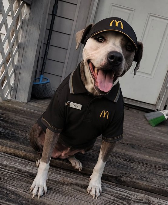 A happy pit bull named "Chew" sits on a wooden deck dressed in a McDonald's uniform—complete with the iconic golden arches cap and a polo shirt featuring a name tag and logo. The image humorously ties into the "Dogs working overtime to stack more #bitcoin" caption by suggesting the dog is putting in extra shifts as a fast-food employee, a playful nod to side hustles and grinding to accumulate wealth.