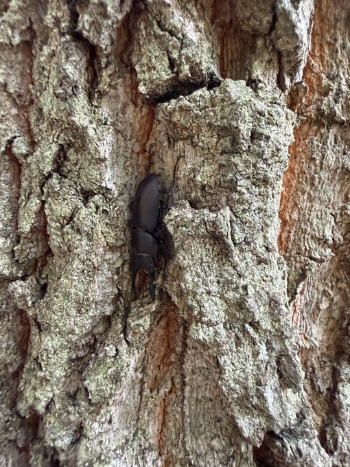 A close-up photograph of a dark-colored stag beetle crawling on the textured bark of a tree.