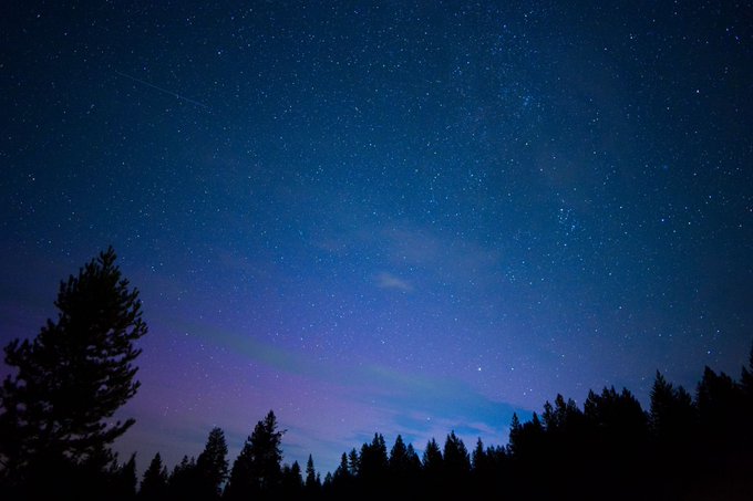 A night sky filled with stars above silhouetted pine trees, with subtle blue and purple aurora-like hues.