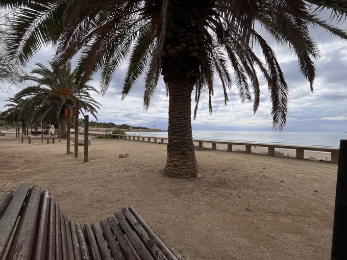 A coastal scene viewed from a wooden bench, looking out past a large palm tree toward a sandy beach, a concrete seawall, and the ocean under a cloudy sky.