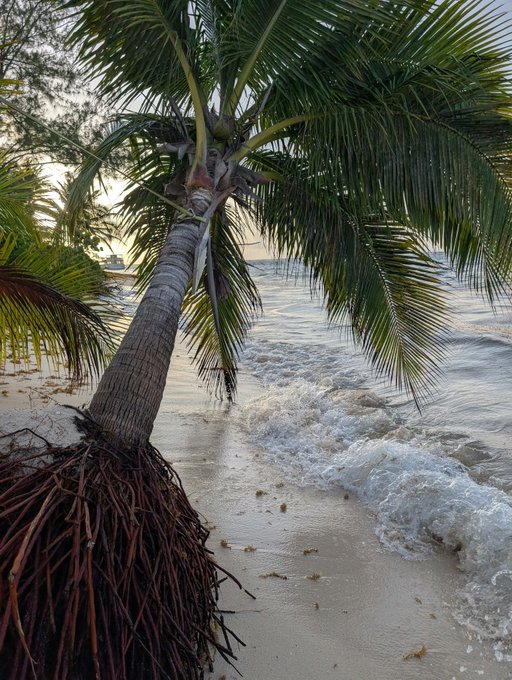 A curved coconut palm leans dramatically over a sandy beach as gentle waves roll ashore, capturing the essence of a relaxing weekend getaway. The scene evokes the laid-back tropical vibes that perfectly complement a wish for a great weekend.