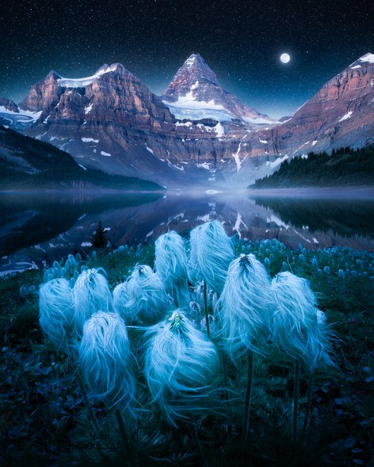A surreal digital landscape showing glowing blue fluffy flowers in the foreground, leading to a misty lake reflecting snow-capped mountains under a starry night sky with a bright moon.