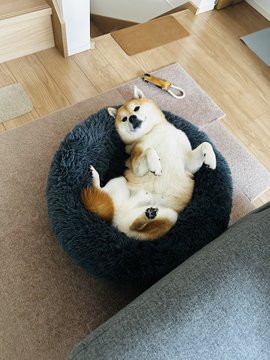 A Shiba Inu lies playfully on its back in a fluffy gray pet bed, smiling up at the camera with its belly exposed, perfectly capturing the cheerful and affectionate personality that the #ShibaInu tag celebrates.