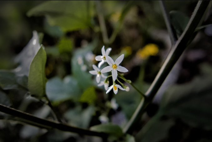 A close-up photograph of delicate white star-shaped flowers with yellow centers blooming on a slender branch against a dark, leafy background.