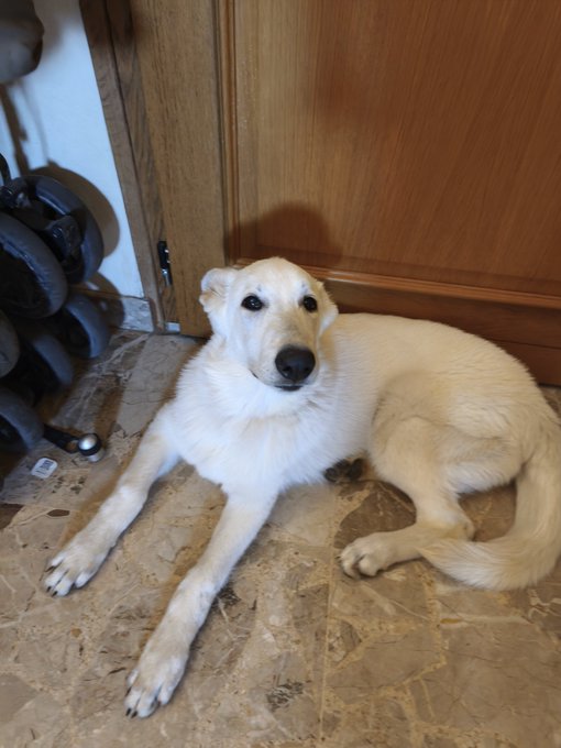 A light-colored dog with a white chest and tan body lying on a tiled stone floor next to a wooden door and a rack of dumbbells.