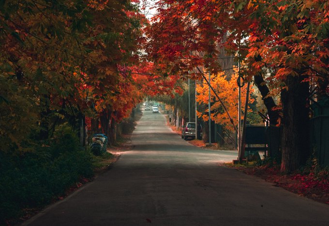 A tree-lined street in autumn, with vibrant red and orange maple leaves forming a canopy over the road.