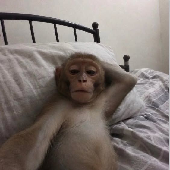 A young monkey with light fur lying back against a white pillow on a bed with a black metal frame, resting one hand on its head in a relaxed pose.