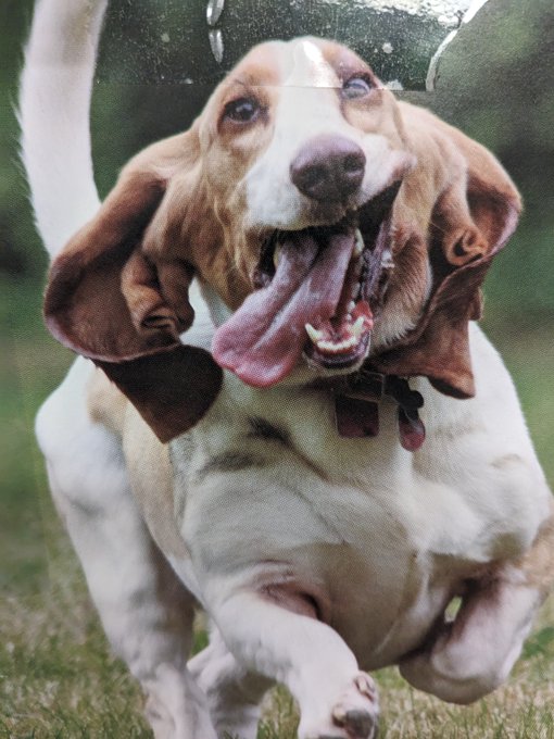A basset hound running happily toward the camera with its tongue hanging out, wearing a bone-shaped tag on its collar.