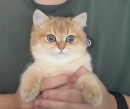 A close-up photo of a small golden and white kitten with large blue eyes being held in a person's hands.