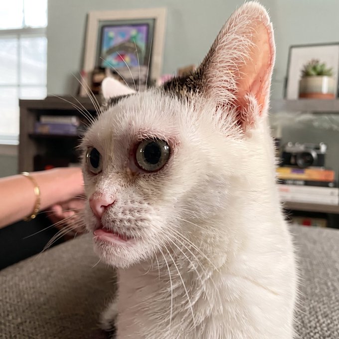 A close-up of a white cat with large ears and wide eyes, sitting on a person's lap in a room with framed art and a camera visible in the background.