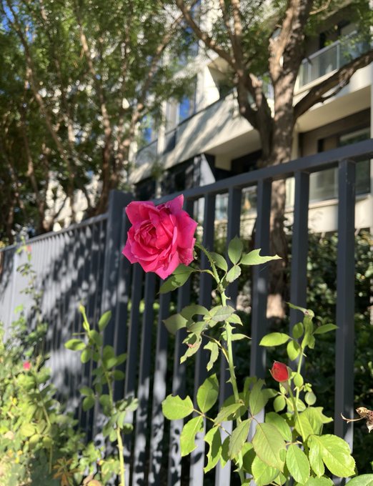 A bright pink rose blooms in front of a gray metal fence, with a residential building and tree visible in the background. The flower's vibrant color and delicate petals symbolize the fresh start and optimism for good times ahead, echoing the post's bullish enthusiasm for new beginnings.