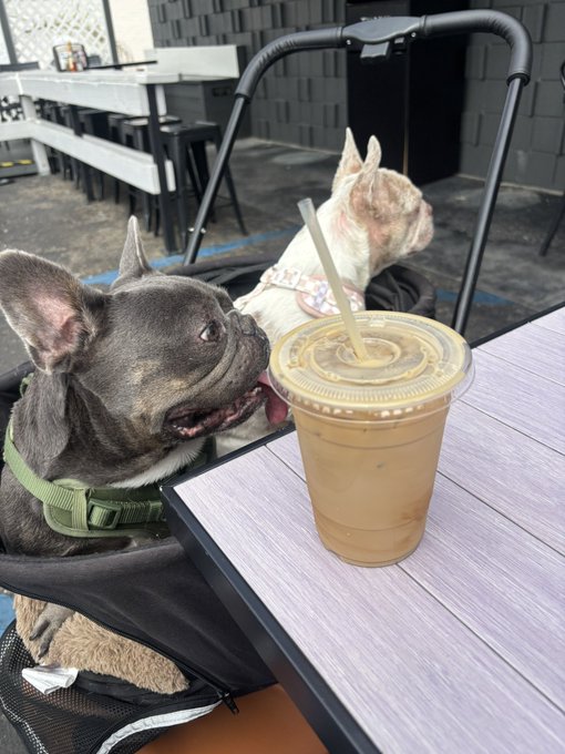 Two French Bulldogs in pet strollers at an outdoor cafe, with one dog looking intently at an iced coffee drink placed on the wooden table.