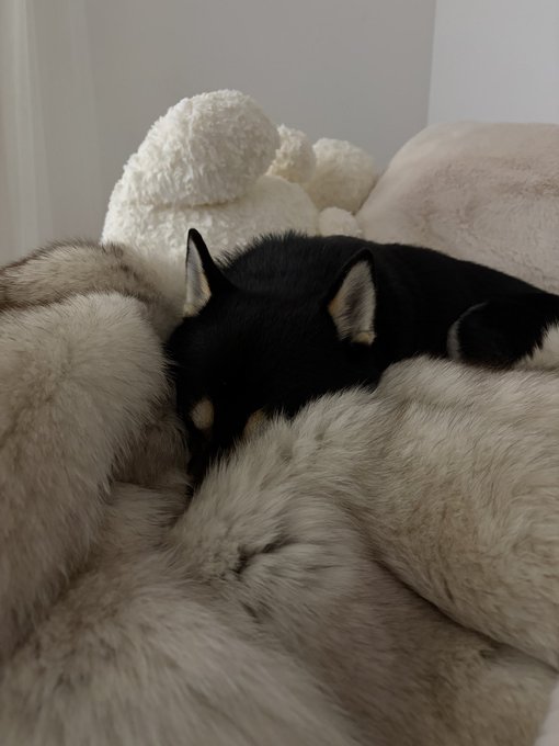 A small black and tan puppy sleeping peacefully on a fluffy beige blanket alongside a plush toy.