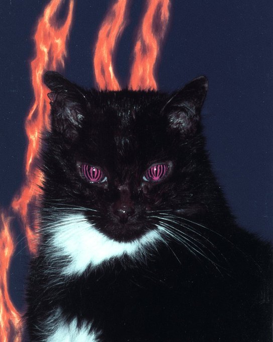 A photograph captures a black cat with a white chest and striking pink-striped eyes, set against a dark blue background with vertical orange flame-like streaks behind it.