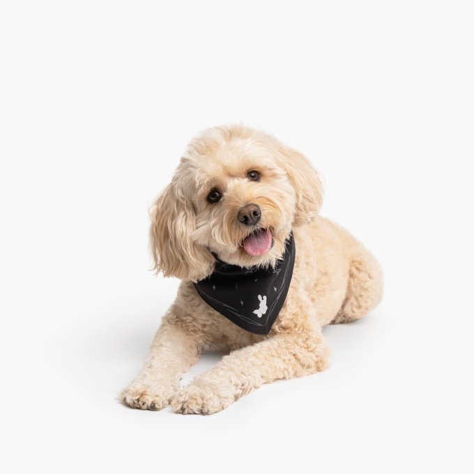 A fluffy light-colored dog, possibly a poodle mix, wearing a black bandana with small white patterns, lying on a white background.