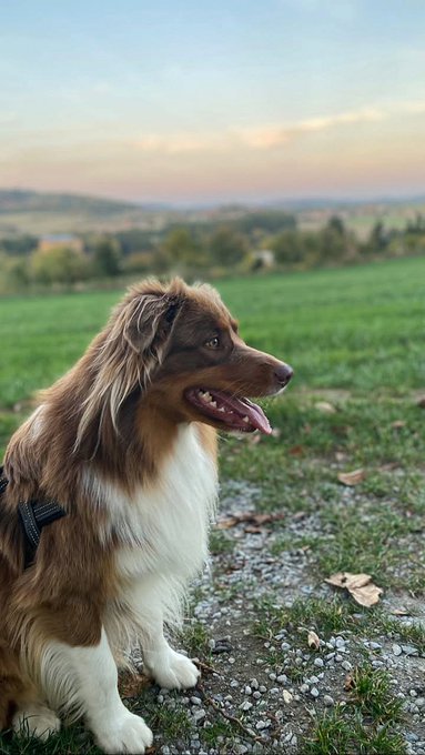 A brown and white dog, possibly an Australian Shepherd, sitting on a gravel path with a green field and distant hills in the background at sunset.