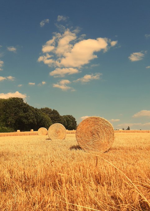 The image features a field of tall, dry grass with several large, round hay bales scattered throughout the area. The sky above has some clouds, adding depth to the scene. In the background, there are trees visible, providing a sense of location and context for the hay bales. The post in question is titled "Summertime" by @twojost on @objktcom/tokens/KT1Jxby , which suggests that this image might be related to or inspired by the summer season.