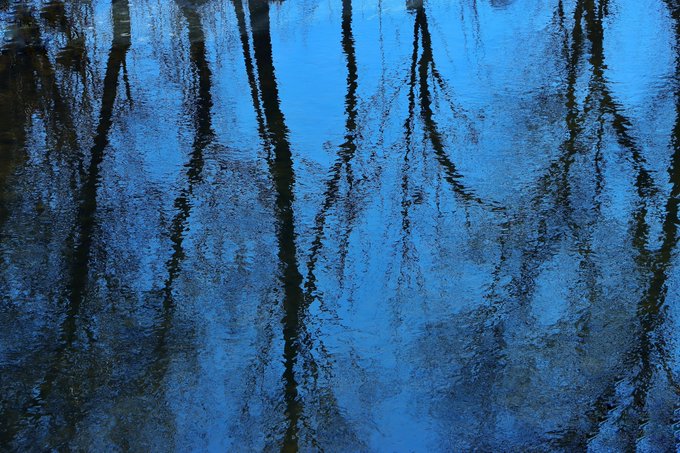 A serene photograph captures the reflection of bare tree branches shimmering across the rippling surface of dark blue water, titled "Blue Reverie" as part of a Tezos NFT collection. The moody, abstract composition evokes a dreamlike, contemplative atmosphere fitting its title.