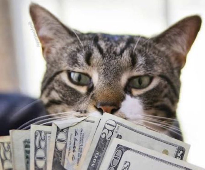 A grumpy tabby cat holds a fan of $20 US bills in its mouth, looking unimpressed—visually capturing the reluctant, pained mood of someone regretting a large memecoin purchase they made nearly two years ago.