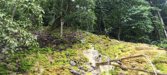 A lush forest scene featuring moss-covered rocky terrain with a small trickle of water flowing through the center, surrounded by dense green foliage.