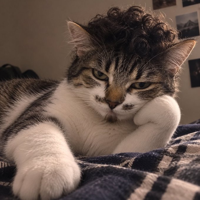 A close-up portrait of a tabby and white cat with distinctive curly fur on its head, resting on a plaid blanket with a sleepy expression.