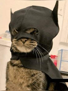 A close-up photograph of a tabby cat wearing a black fabric Batman cowl with pointed ears and eye holes.