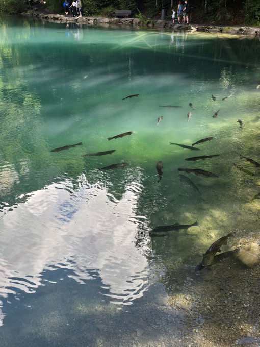 A clear turquoise lake with numerous fish swimming near the surface, with people standing along the rocky shoreline.