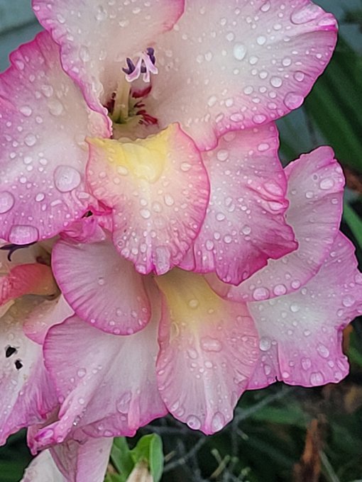 A close-up photograph of pink and white flowers covered in water droplets, with a yellow center visible on the top bloom.