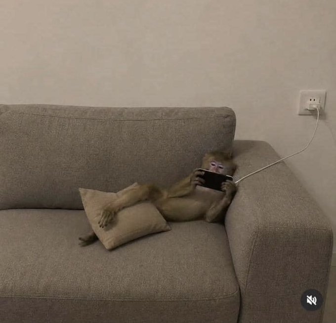 A monkey lounges on a beige couch with a pillow, holding a smartphone connected to a charger plugged into a wall outlet.