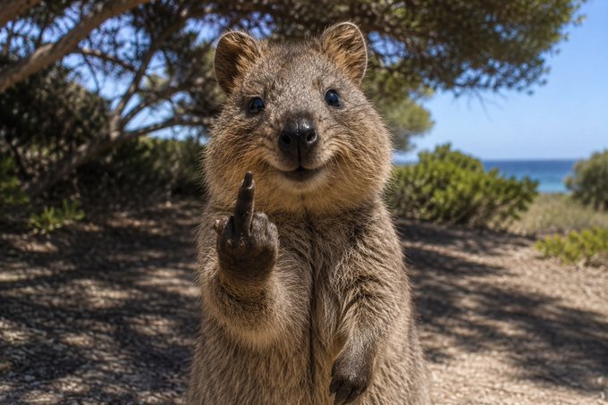 A close-up photograph of a smiling quokka standing on its hind legs and giving a middle finger gesture, with a beach and trees in the background.