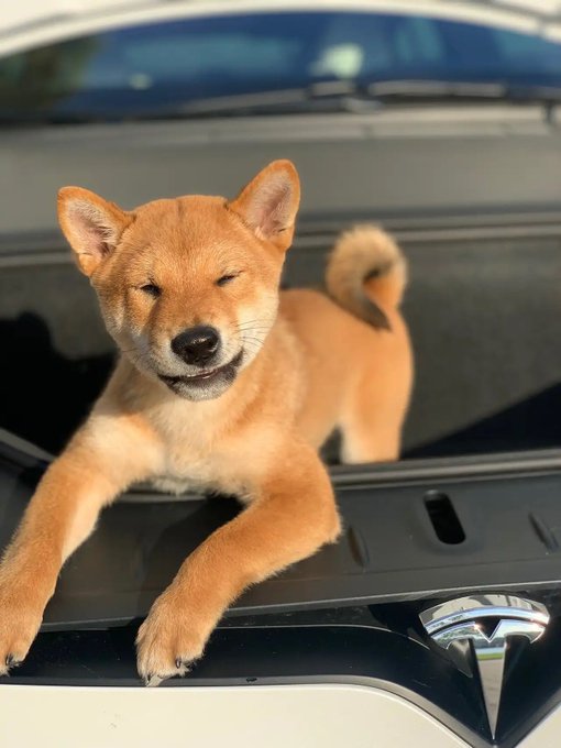 A smiling Shiba Inu dog leaning on the open trunk/frunk of a white Tesla car, with the Tesla logo visible.
